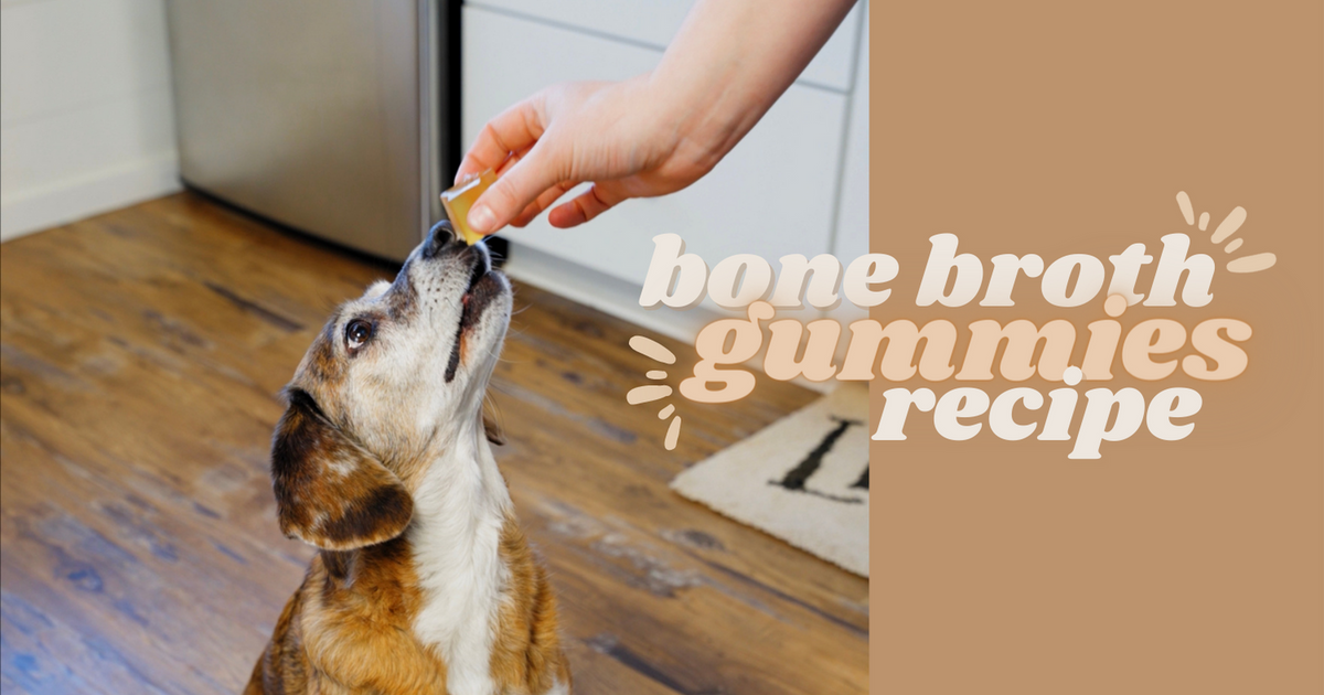 Bone broth shop gummies for dogs