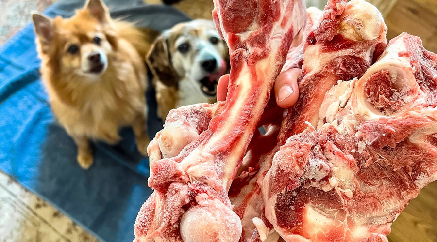 Feeding Raw Bones🍖