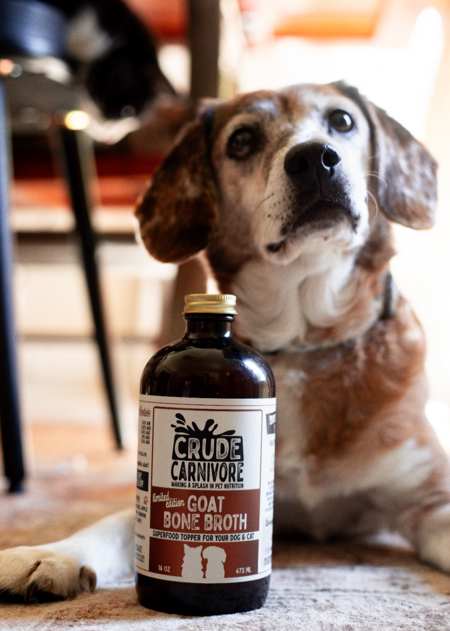 Dog sitting next to a bottle of Crude Carnivore goat bone broth on a wooden floor.